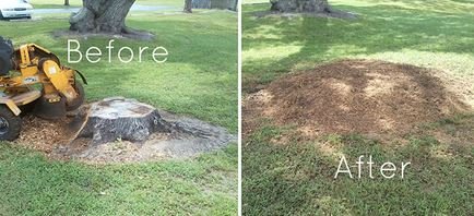 Tree Removal & Stump Grinding Across the North West